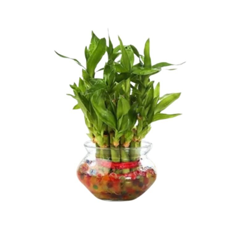 Bamboo plant with glass-uphaarshala