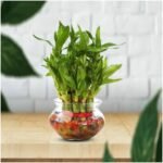 Bamboo plant with glass-uphaarshala