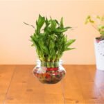 Bamboo plant with glass-uphaarshala