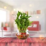 Bamboo plant with glass-uphaarshala