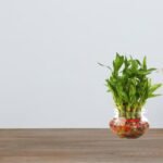 Bamboo plant with glass-uphaarshala