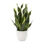 Snake Plant-Uphaar Shala