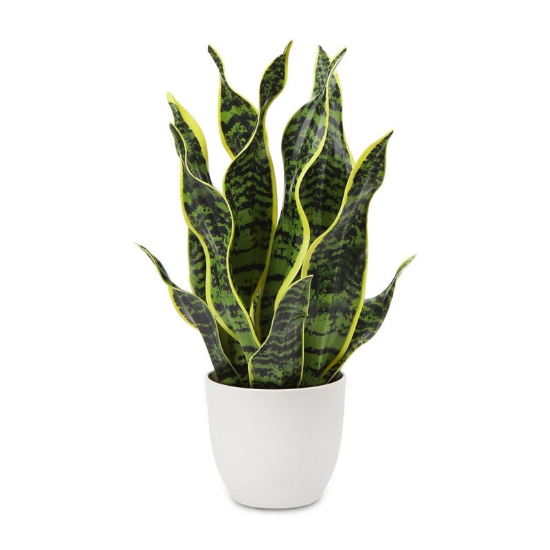 Snake Plant-Uphaar Shala