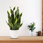 Snake Plant-Uphaar Shala