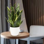 Snake Plant-Uphaar Shala