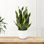 Snake Plant-Uphaar Shala