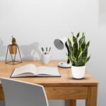 Snake Plant-Uphaar Shala