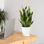 Snake Plant-Uphaar Shala