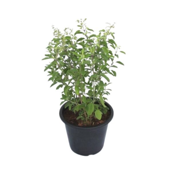 Live Tulsi Plant For Home Decor | Indoor Plants