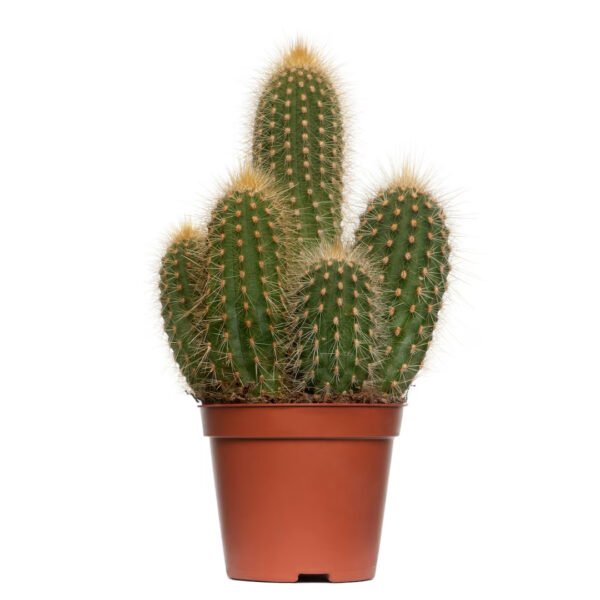 Cactus Plant-Uphaarshala