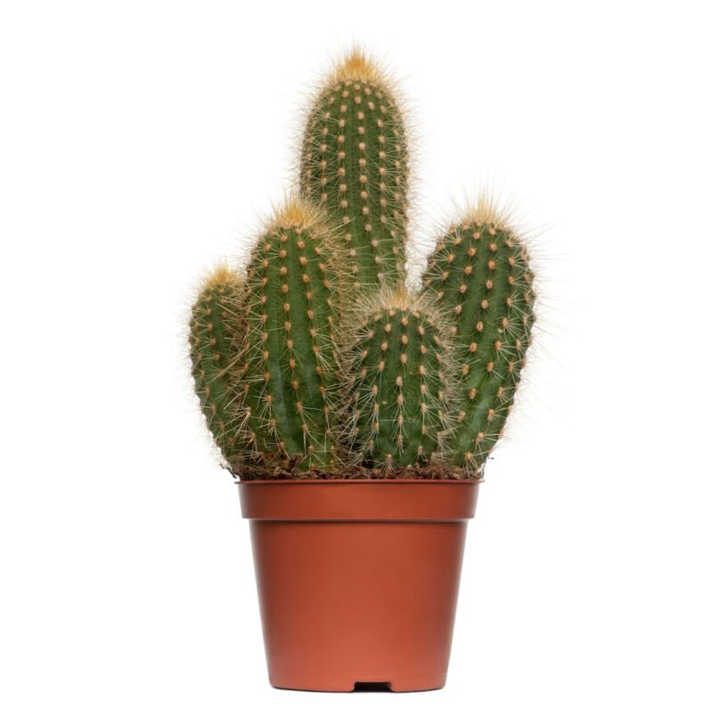 Cactus Plant-Uphaarshala