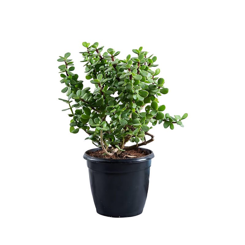 Jade Plant - uphaarshala