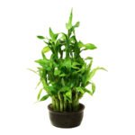 Lucky Bamboo - Uphaarshala