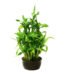 Lucky Bamboo - Uphaarshala