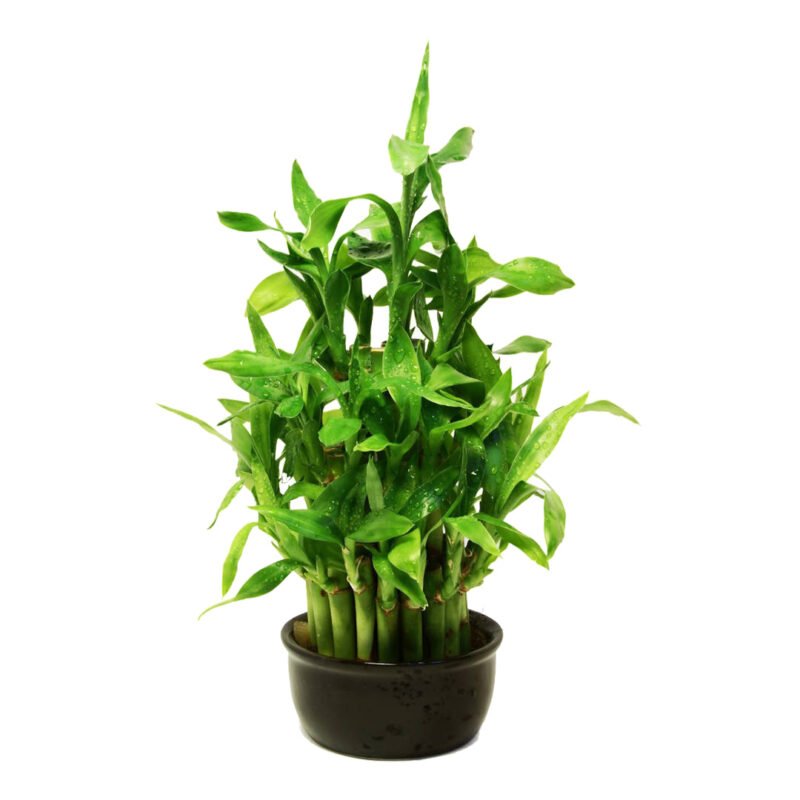 Lucky Bamboo - Uphaarshala