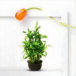 Lucky Bamboo - Uphaarshala
