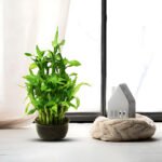Lucky Bamboo - Uphaarshala