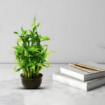 Lucky Bamboo - Uphaarshala