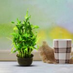 Lucky Bamboo - Uphaarshala