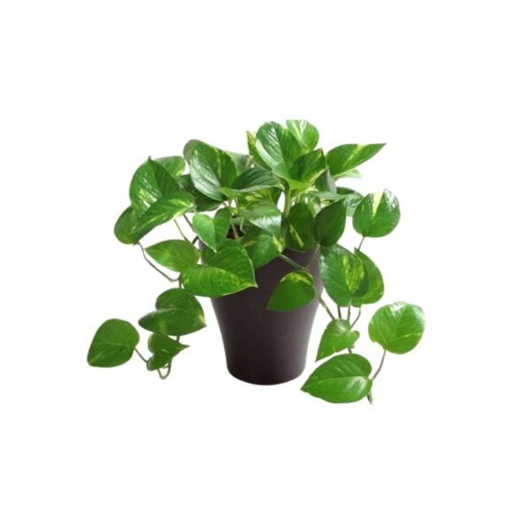 Money Plant-Uphaarshala