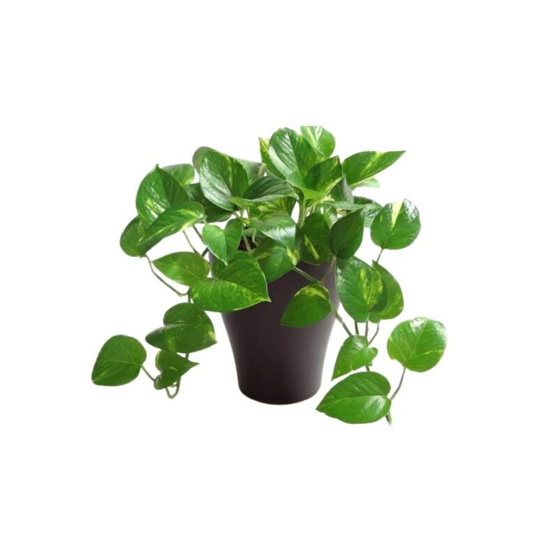Money Plant-Uphaarshala