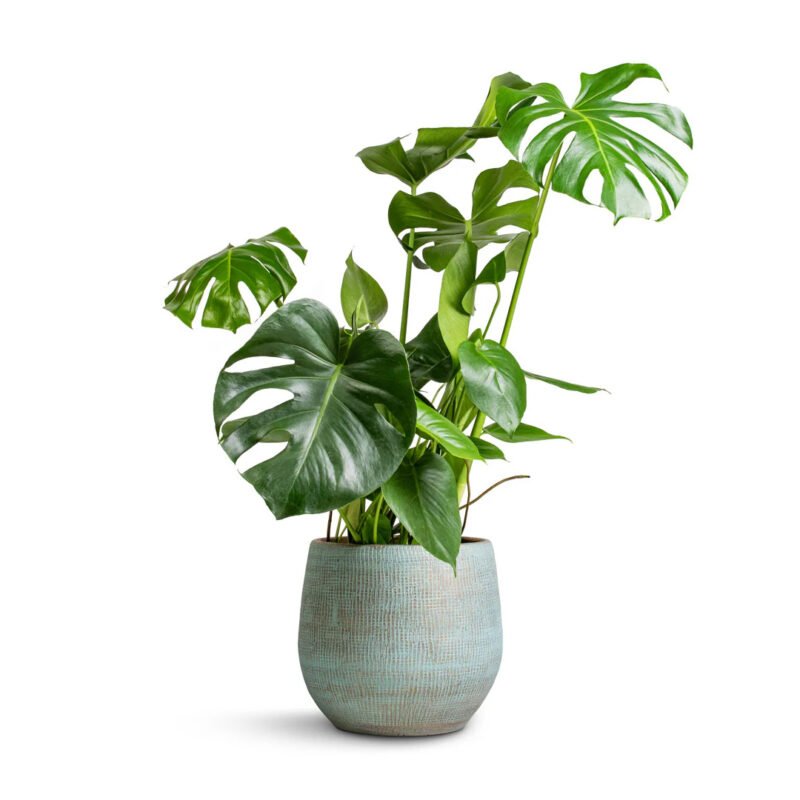Monstera Plant-Uphaarshala